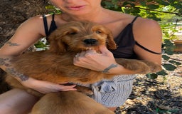 Goldendoodle perros en venta: Goldendoodle  - Imagen 9