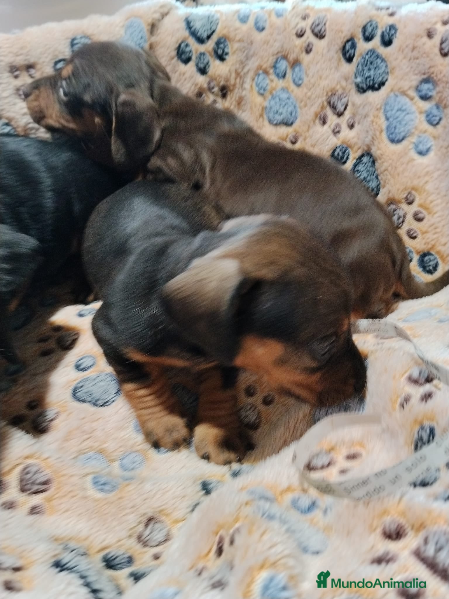 Teckel Miniatura perros Teckel mini  - Anuncio 2