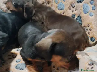 Teckel Miniatura perros Teckel mini - Anuncio 2