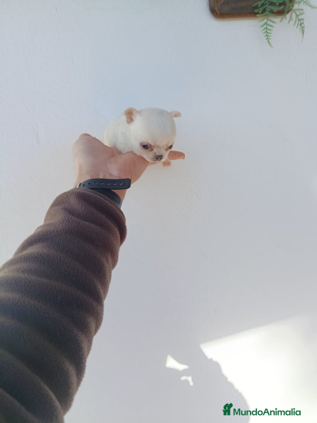 Chihuahua perros en venta: IMPRESIONANTE  CHIHUAHUA   LINEA  TOY   - Anuncio 27