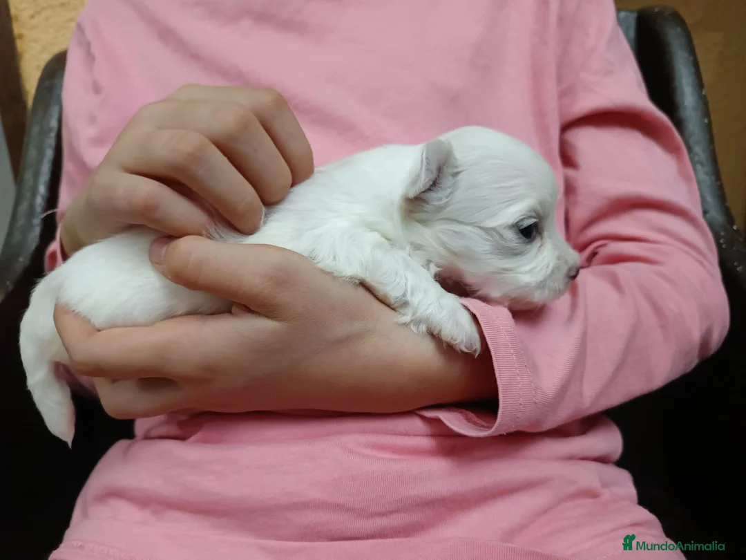 Bichón Maltés perros en venta: Maltes Toy - Anuncio 15