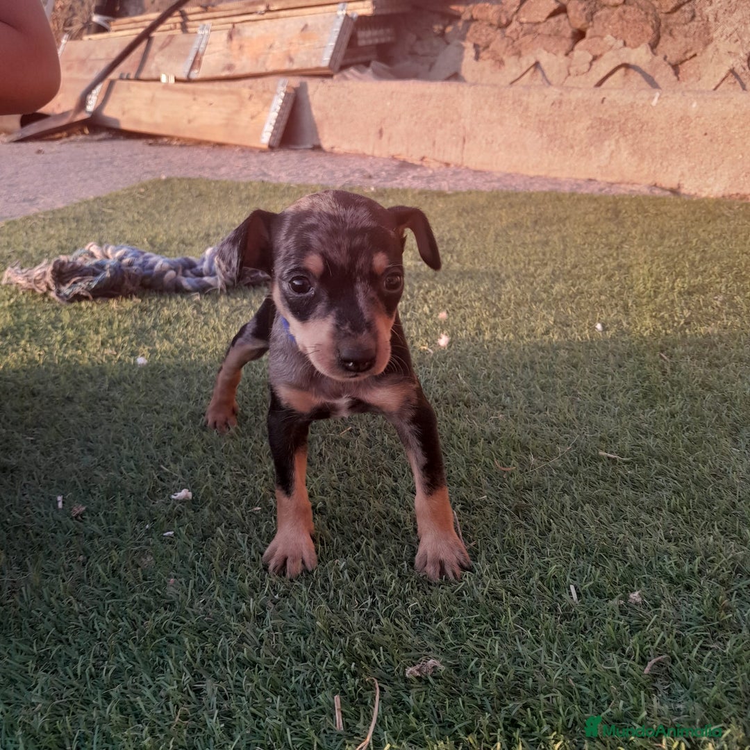 Pinscher Miniatura perros en venta: MINI PINCHER  - Imagen 10