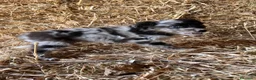 Border Collie perros en venta: Cachorros de Border collie  - Anuncio 2