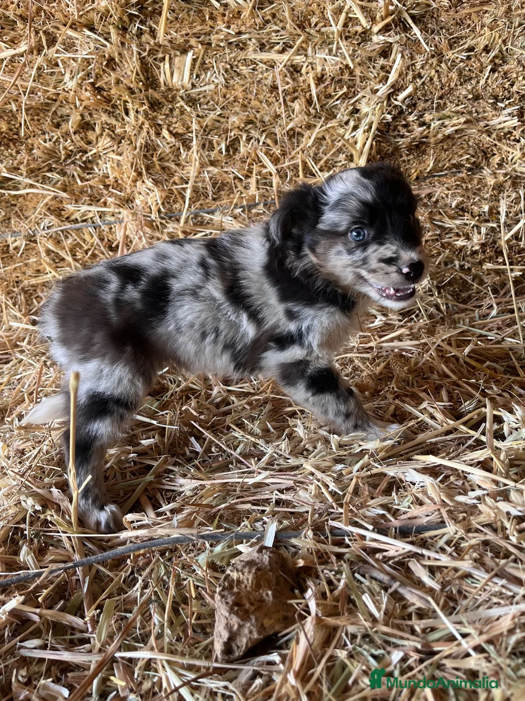 Border Collie perros en venta: Cachorros de Border collie  - Anuncio 2