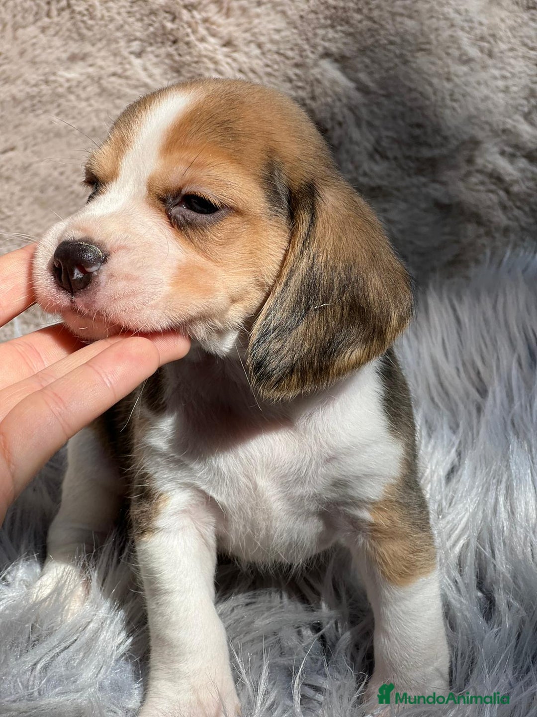 Beagle perros en venta: Beagle tricolor  - Imagen 12