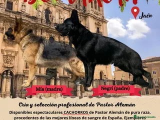 Pastor Alemán perros nueva camada 1 macho y dos hembras - Anuncio 2