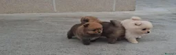 Pomerania perros en venta: Pomerania - Anuncio 4