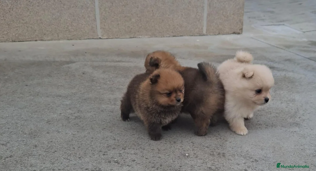 Pomerania perros en venta: Pomerania - Anuncio 4