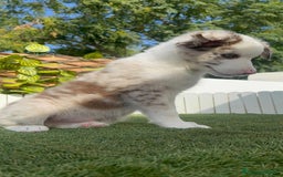 Border Collie perros en venta: BORDER COLLIE CHOCOMERLE - Imagen 8