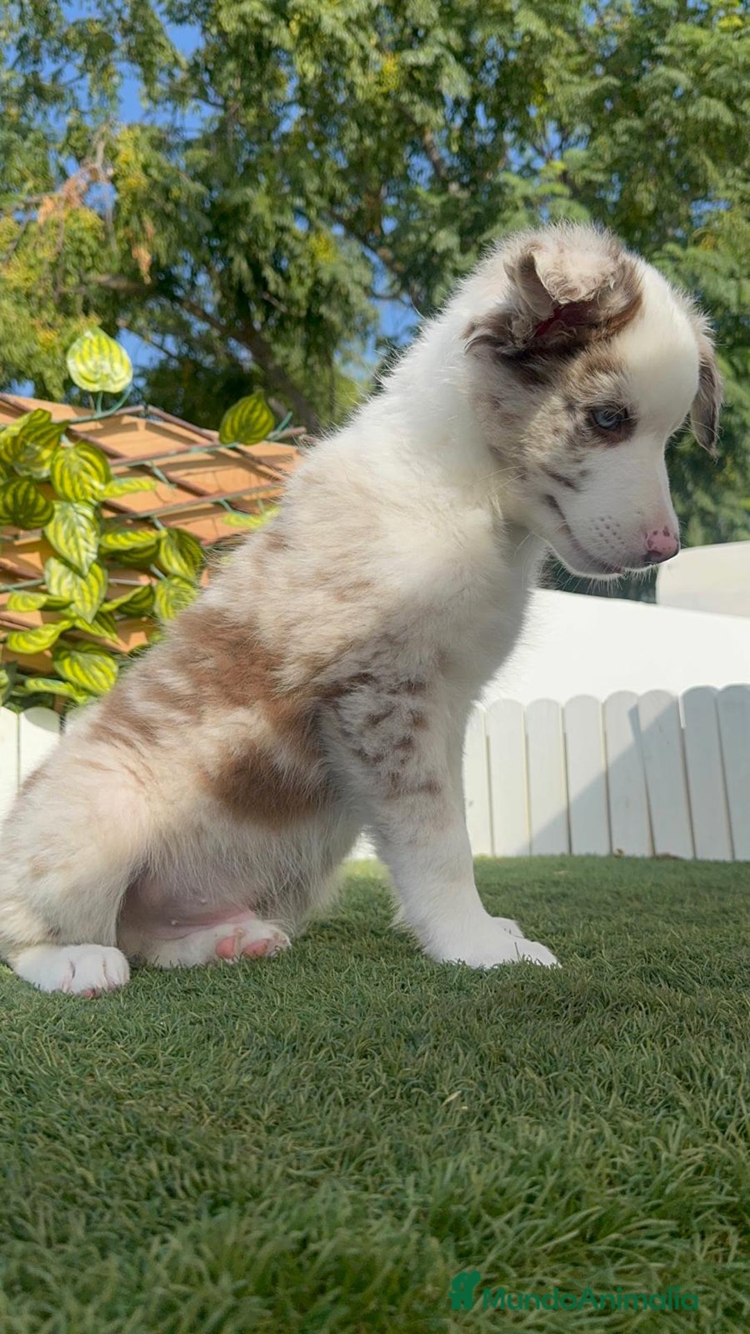 Border Collie perros en venta: BORDER COLLIE CHOCOMERLE - Imagen 8