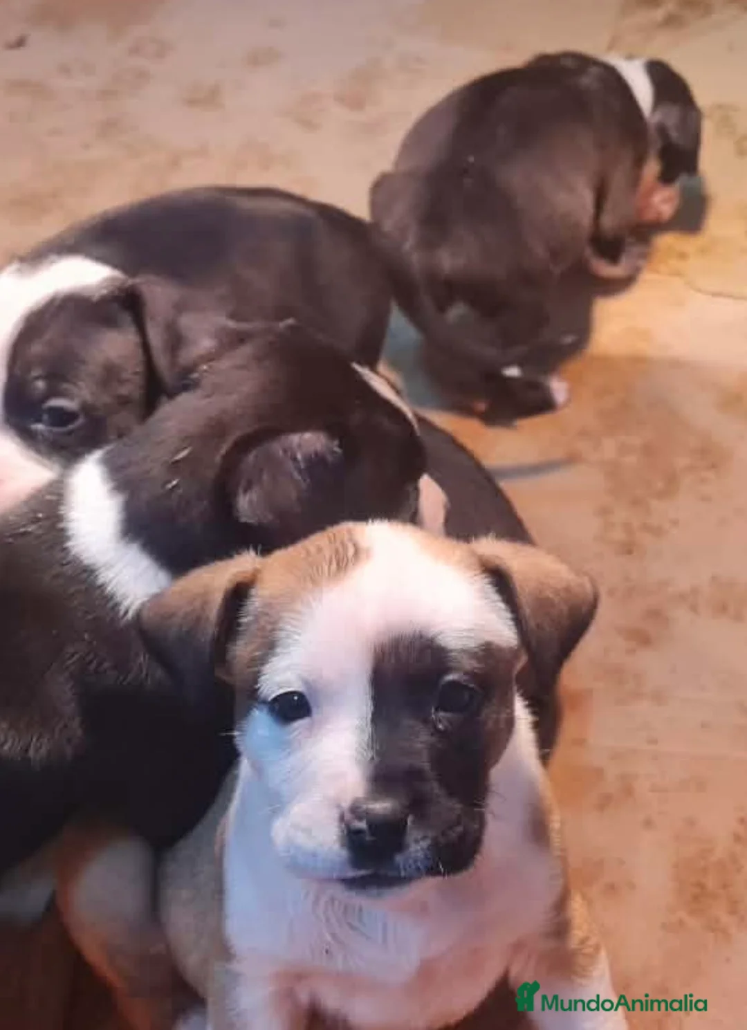 American Staffordshire-Terrier perros en venta: Preciosas hembras disponibles  en Sevilla - Anuncio 8