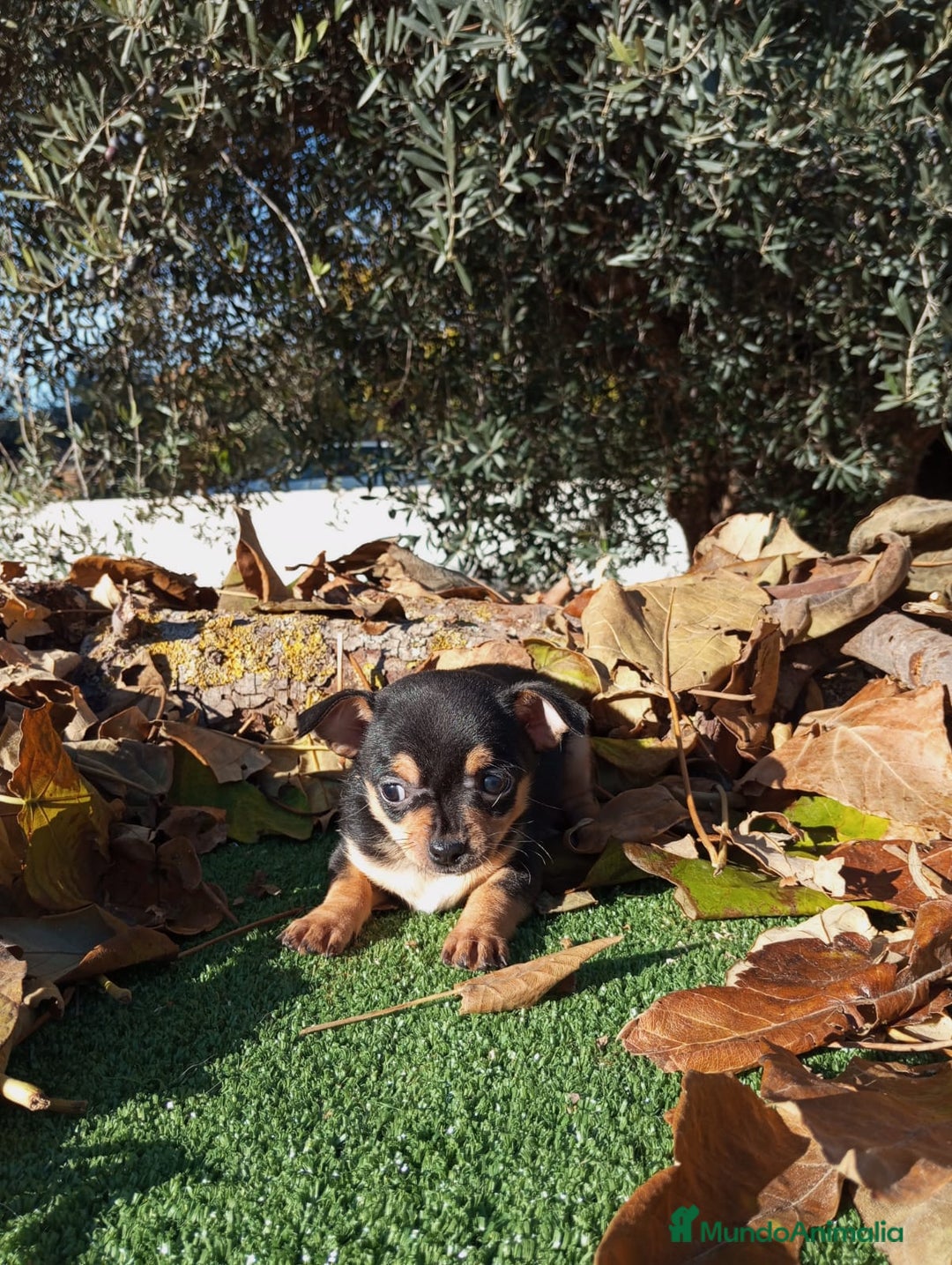 Chihuahua perros en venta: CHIHUAHUAS toy cabeza de manzana - Anuncio 13