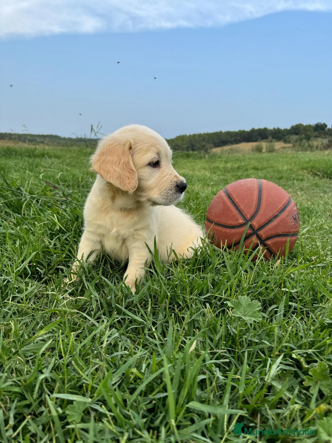 Golden Retriever perros en venta: Camada Golden Retriever.  - Anuncio 2