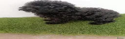 Caniche Toy perros en venta: Caniche toy - Anuncio 2