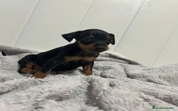 Pinscher Miniatura perros en venta: Pinscher miniatura  - Imagen 2