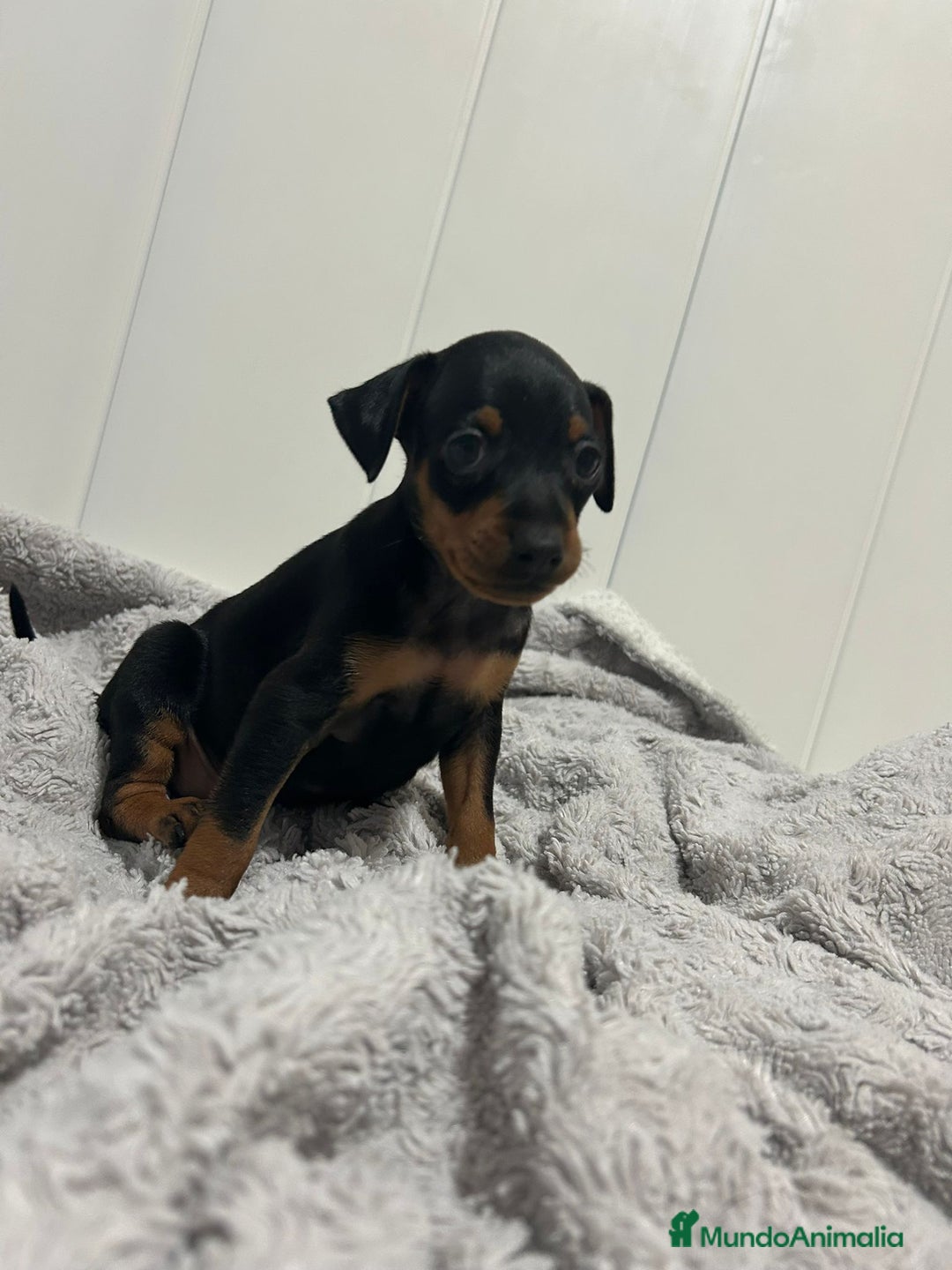 Pinscher Miniatura perros en venta: Pinscher miniatura  - Imagen 2