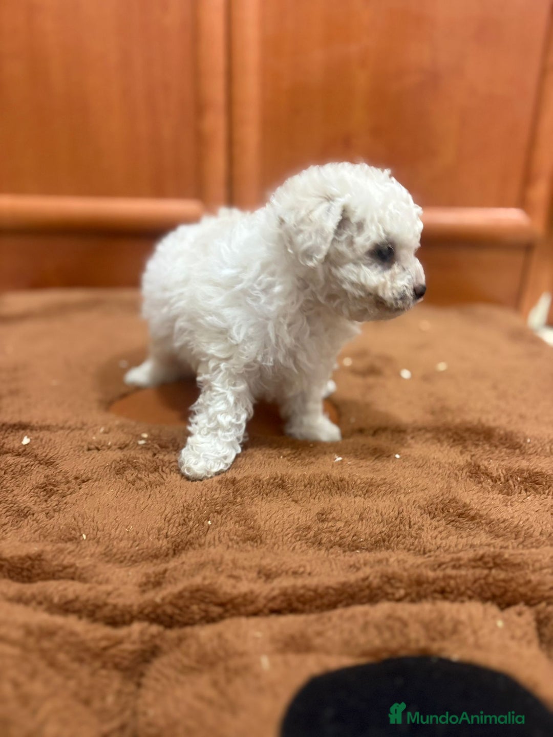 Caniche Toy perros en venta: Caniche toy blanca - Imagen 6