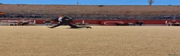 Teckel Miniatura perros en venta: Camada teckel miniatura  - Anuncio 1