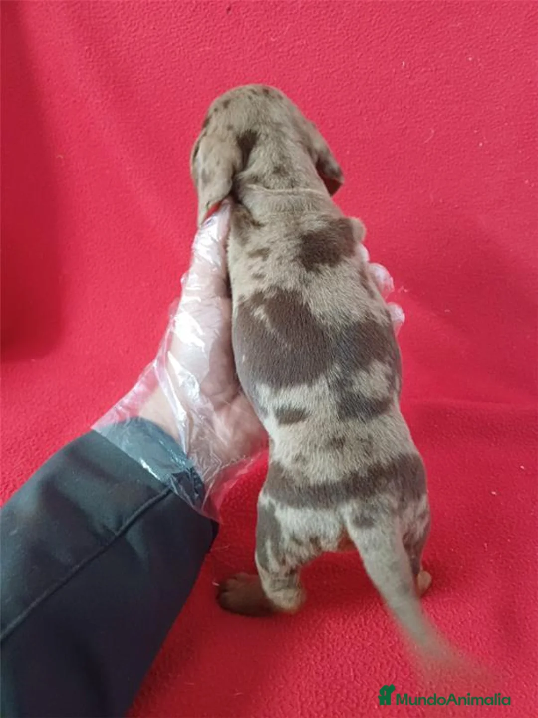 Teckel Miniatura perros en venta: Teckel Miniatura Arlequin Chocolate  - Anuncio 3