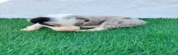 Border Collie perros en venta: Border Collie tricolor merle blue chocolate - Anuncio 15