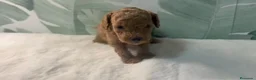 Caniche Toy perros en venta: CANICHE TOY - Anuncio 2