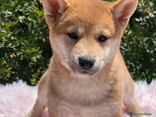 Shiba Inu perros - Anuncio 30