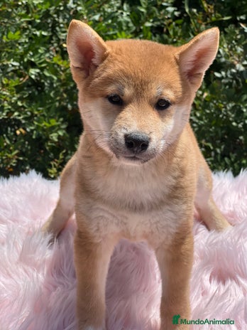 Shiba Inu perros - Anuncio 7