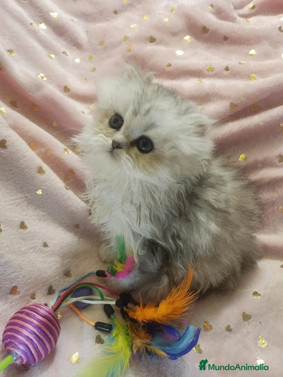 Persa gatos en venta: Hembra de persa del Himalayo - Anuncio 1
