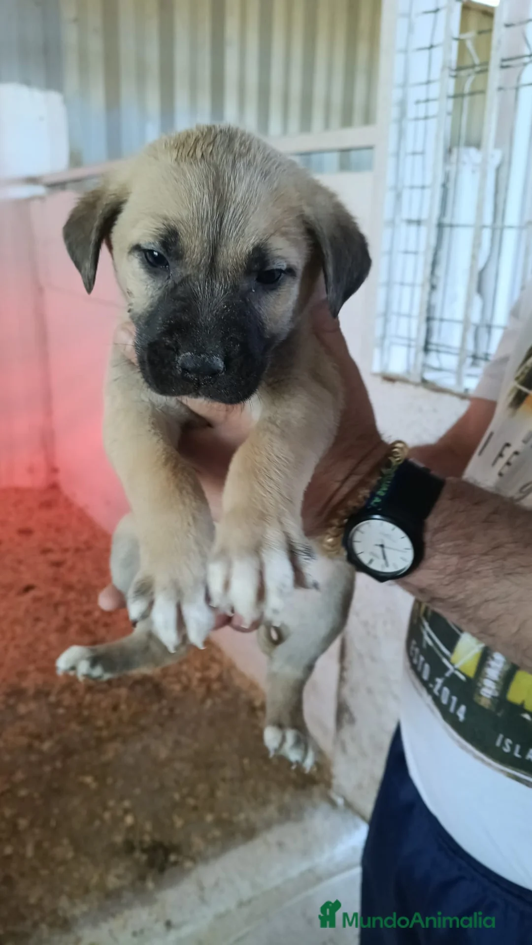 Mastín Español perros en venta: Preciosas mastines disponibles  - Anuncio 3