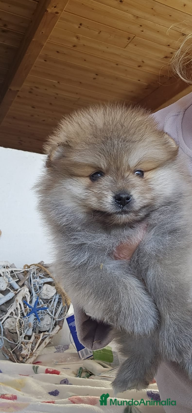 Pomerania perros CAMADA DE POMERANIA  - Anuncio 1