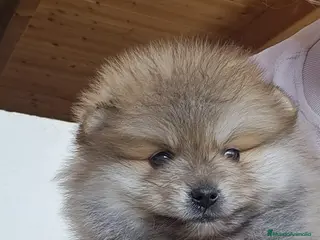 Pomerania perros CAMADA DE POMERANIA - Anuncio 1