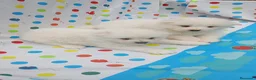 Samoyedo perros en venta: Samoyedos peluditos preciosas Hembras  - Anuncio 1