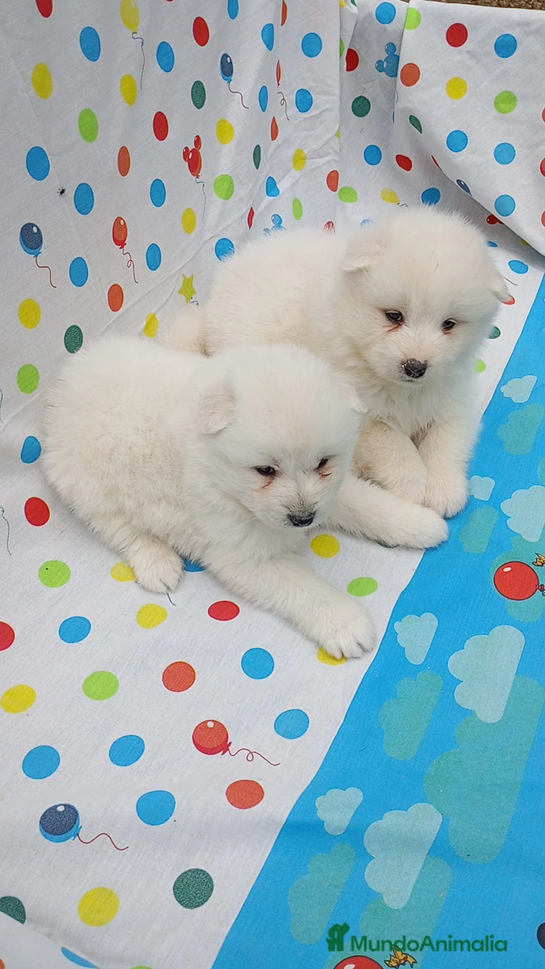 Samoyedo perros en venta: Samoyedos peluditos preciosas Hembras  - Anuncio 1