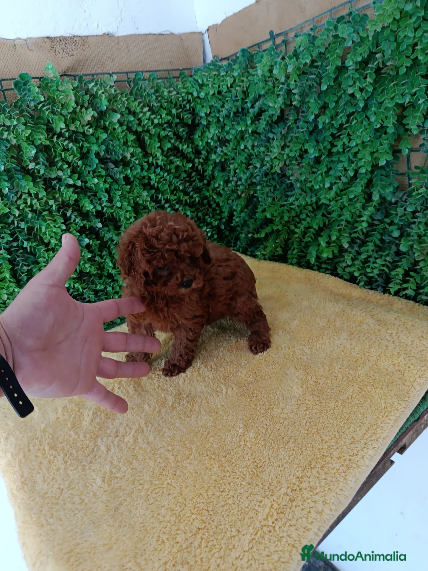 Caniche Toy Cachorro 8
