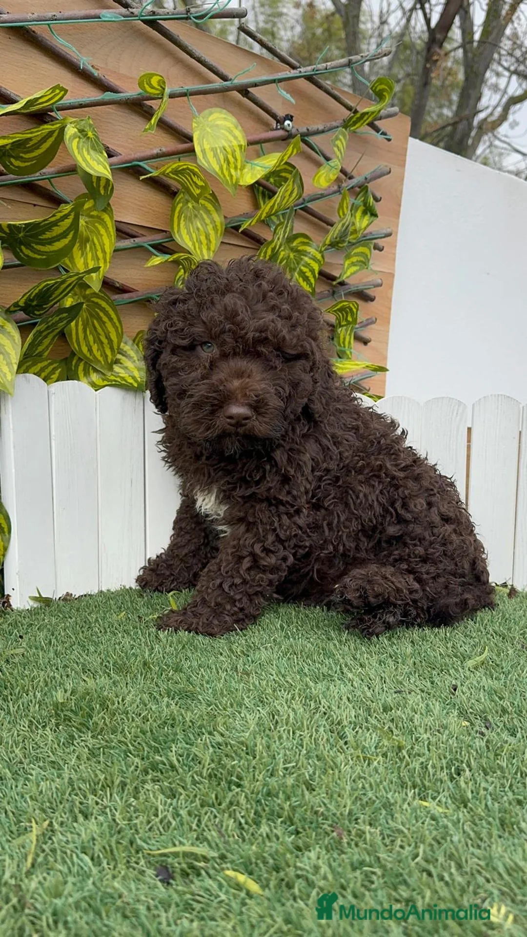 Perro de Agua Español perros en venta: PERRO DE AGUA HEMBRAS - Anuncio 13