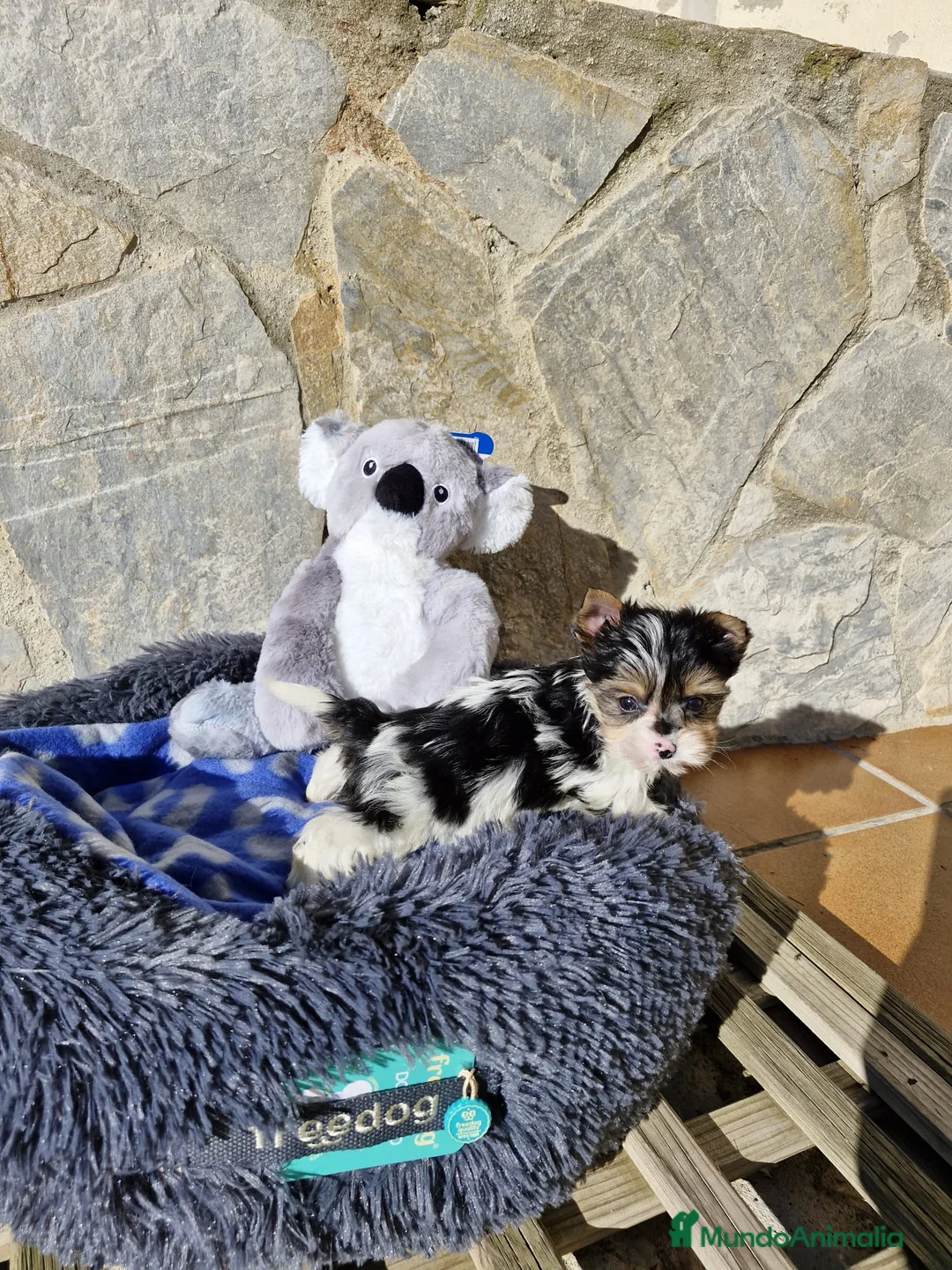 Biewer Yorkshire Terrier a la Pom Pon perros en venta: Biewers espectaculares  en Barcelona - Anuncio 4