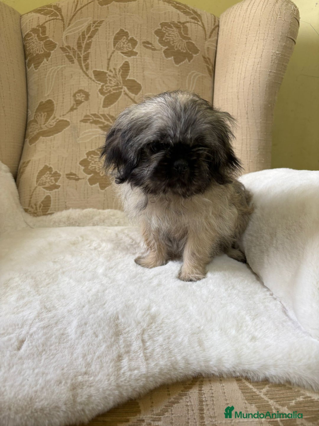 Pekinés perros en venta: Cachorros de Pekines Imperial hembras  - Imagen 14