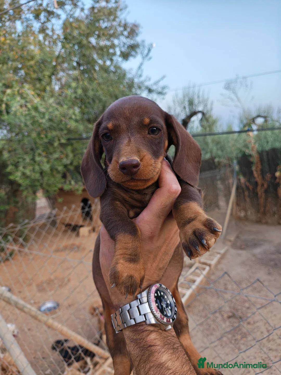 Teckel Miniatura perros en venta: Teckel miniatura  - Anuncio 2