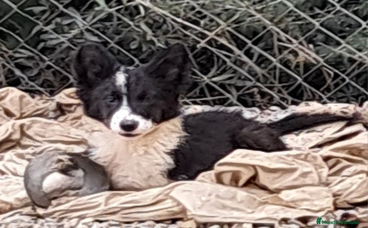 Border Collie perros - Propaganda 1