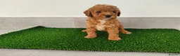 Caniche Toy perros en venta: Caniches toy - Anuncio 8