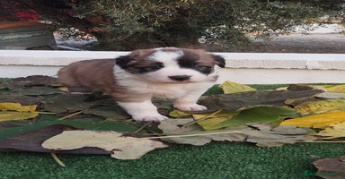 Border Collie perros - Anuncio 2
