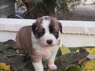 Border Collie perros - Anuncio 3