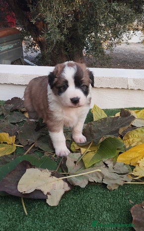 Border Collie perros - Anuncio 1