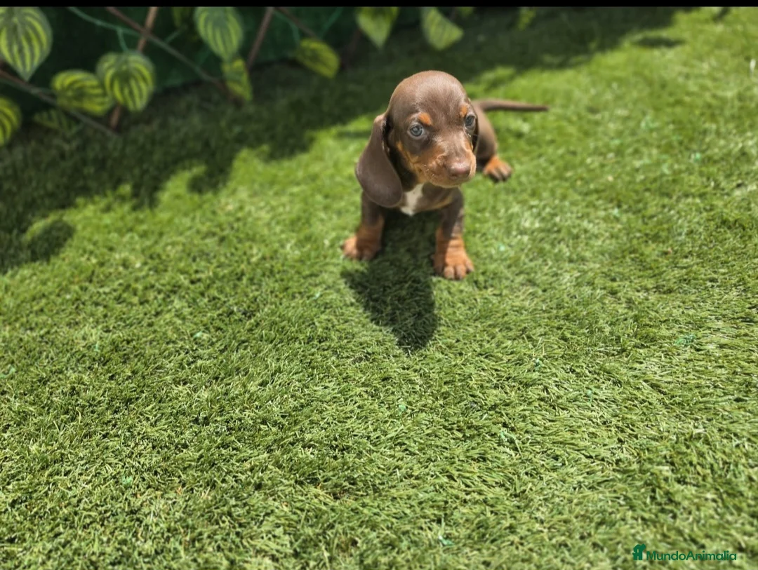 Teckel Miniatura perros en venta: TECKEL MINIATURA - Anuncio 2