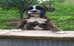 Boxer perros en venta: BOXER ATIGRADO - Imagen 4