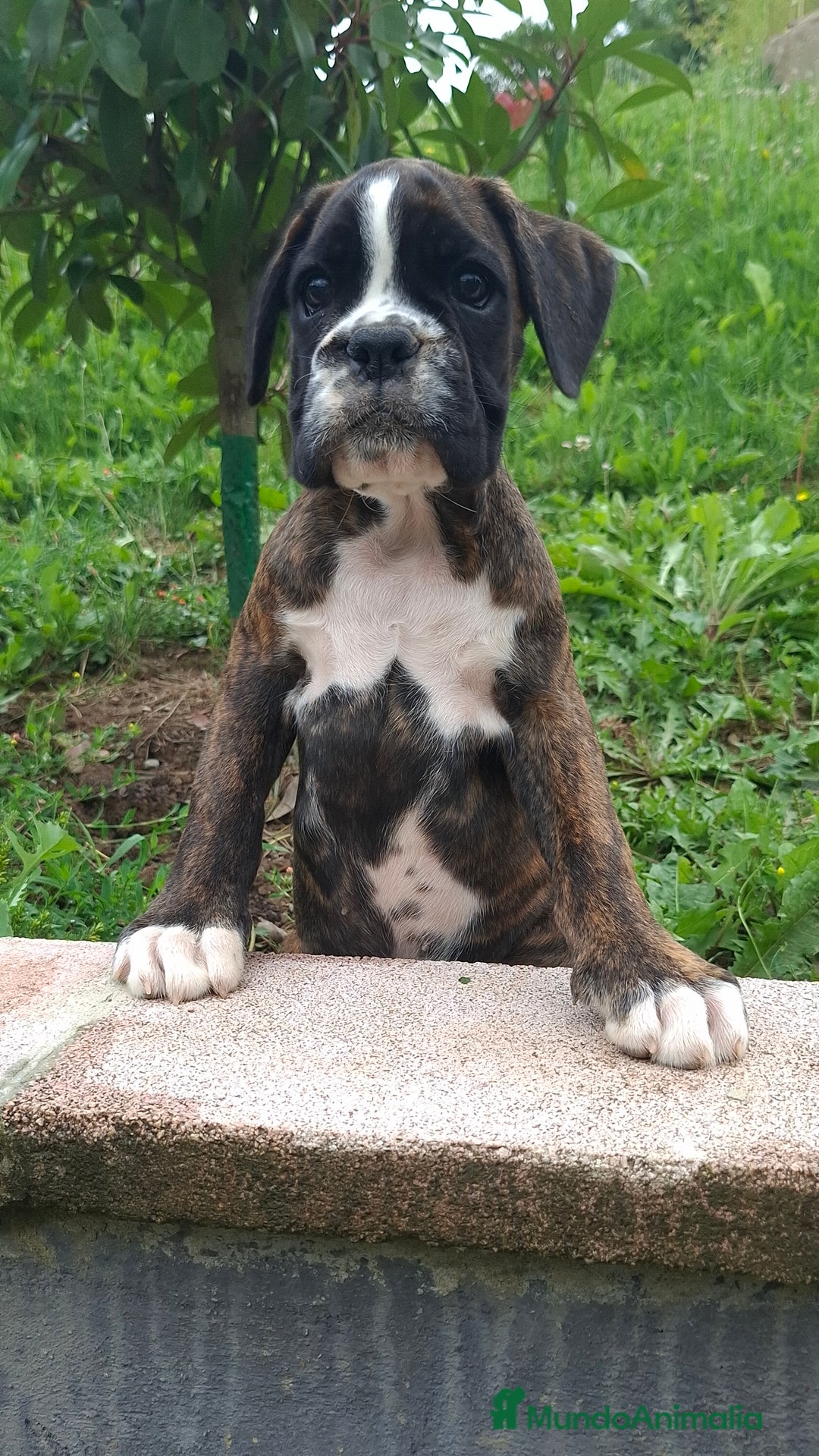 Boxer perros en venta: BOXER ATIGRADO - Imagen 4