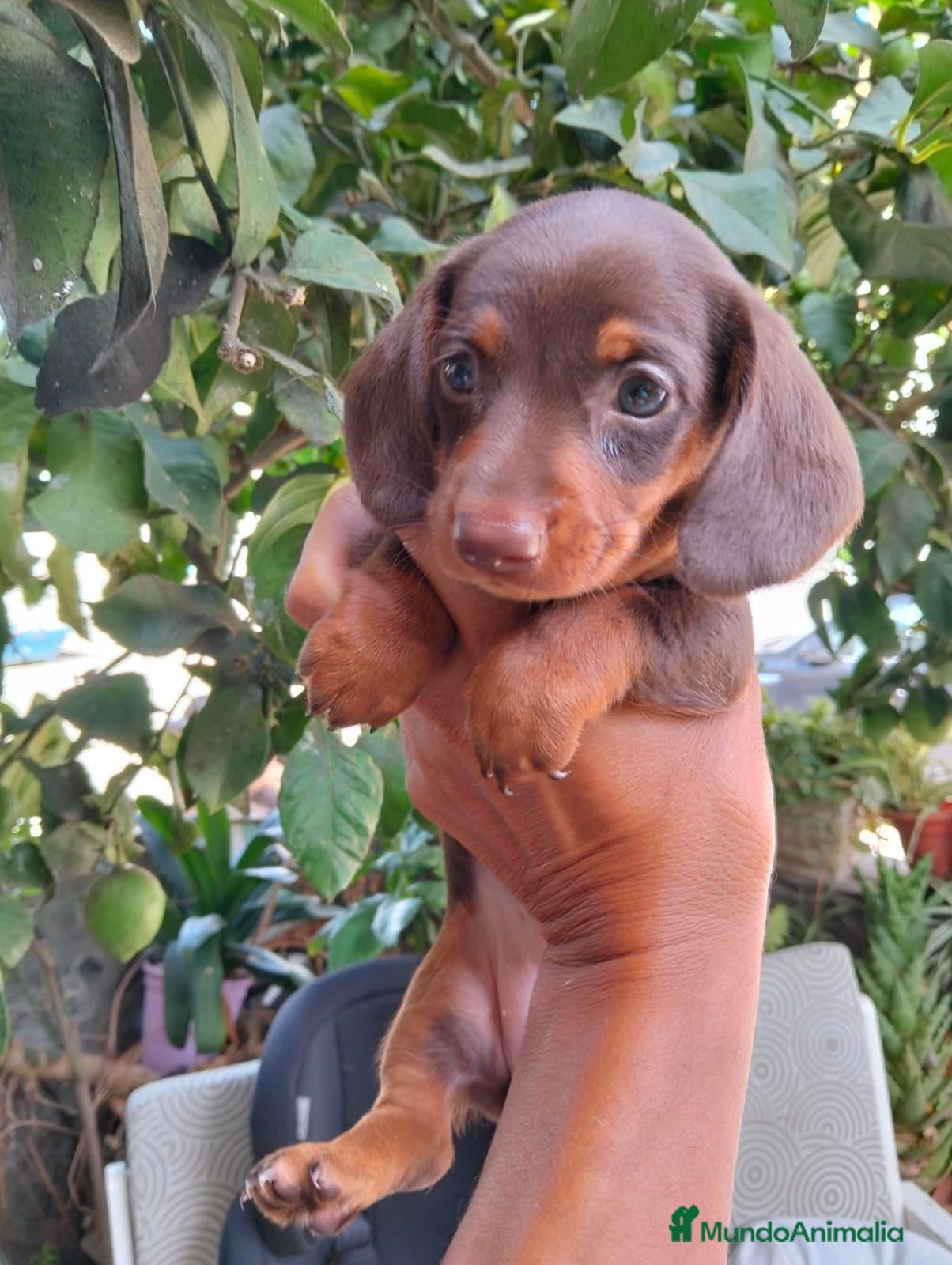 Teckel Miniatura perros Teckel chocolate 🍫 - Anuncio 1