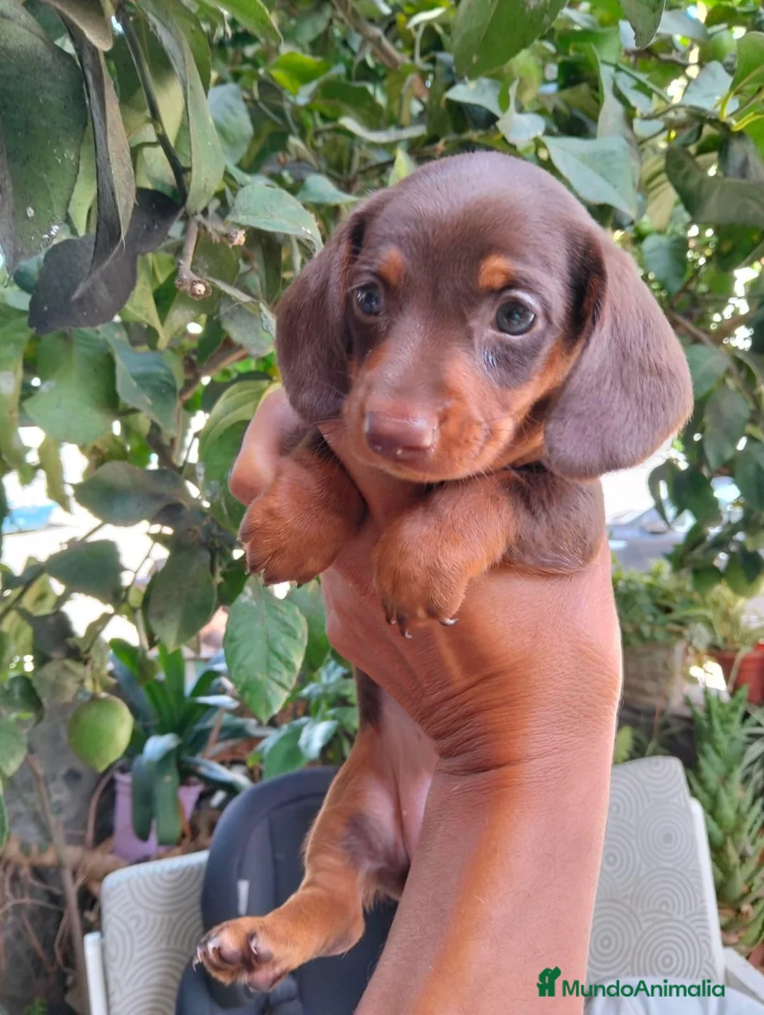Teckel Miniatura perros en venta: Teckel chocolate 🍫 - Anuncio 1