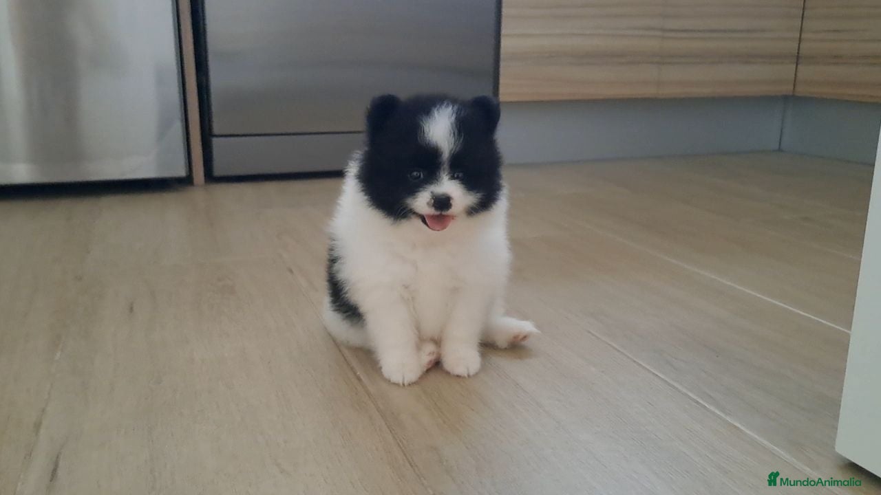 Pomerania perros Cachorrita de Pomerania  - Anuncio 2