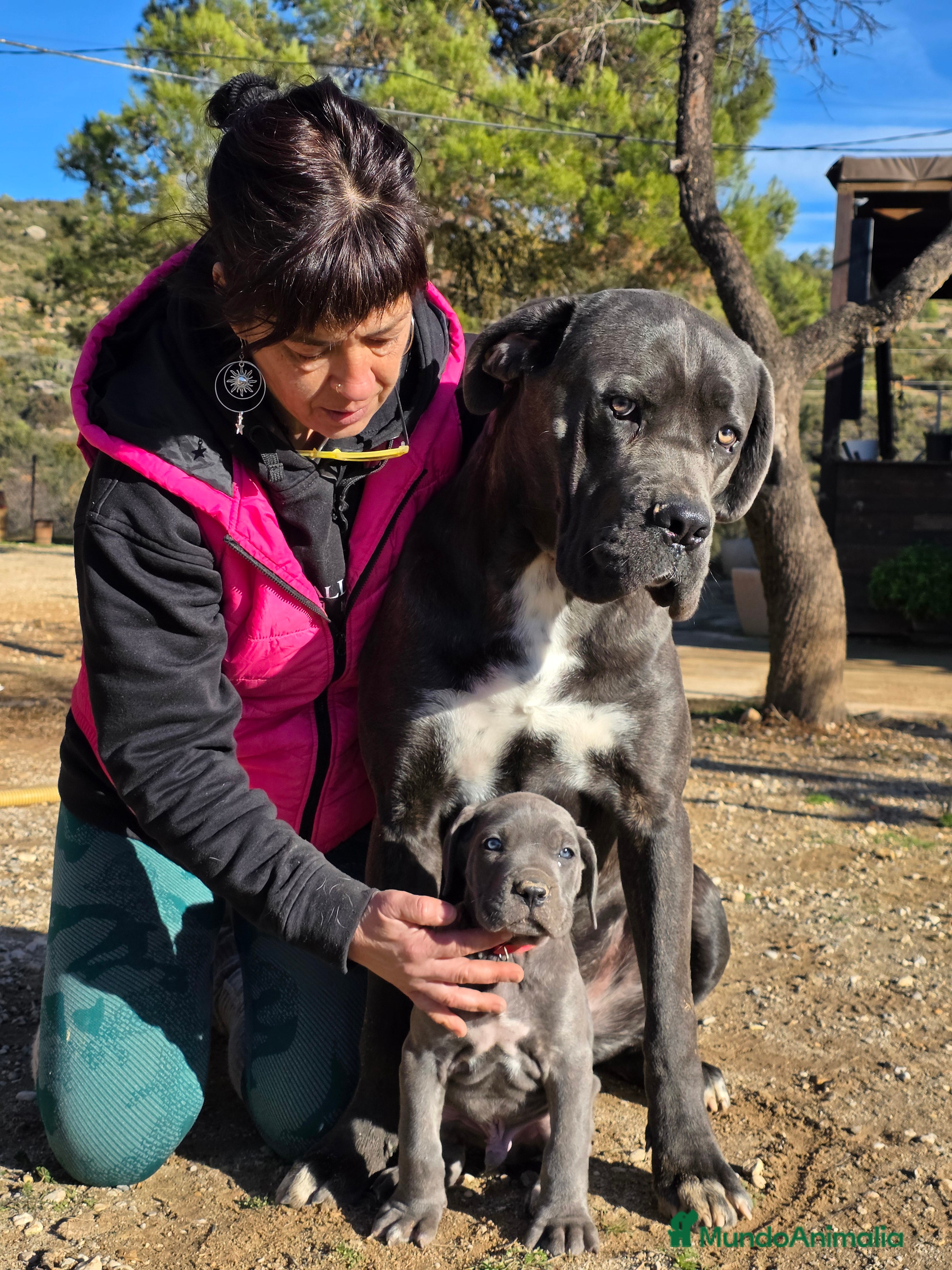 Cane Corso perros Molosos de Odin Cane Corso kennel - Anuncio 1